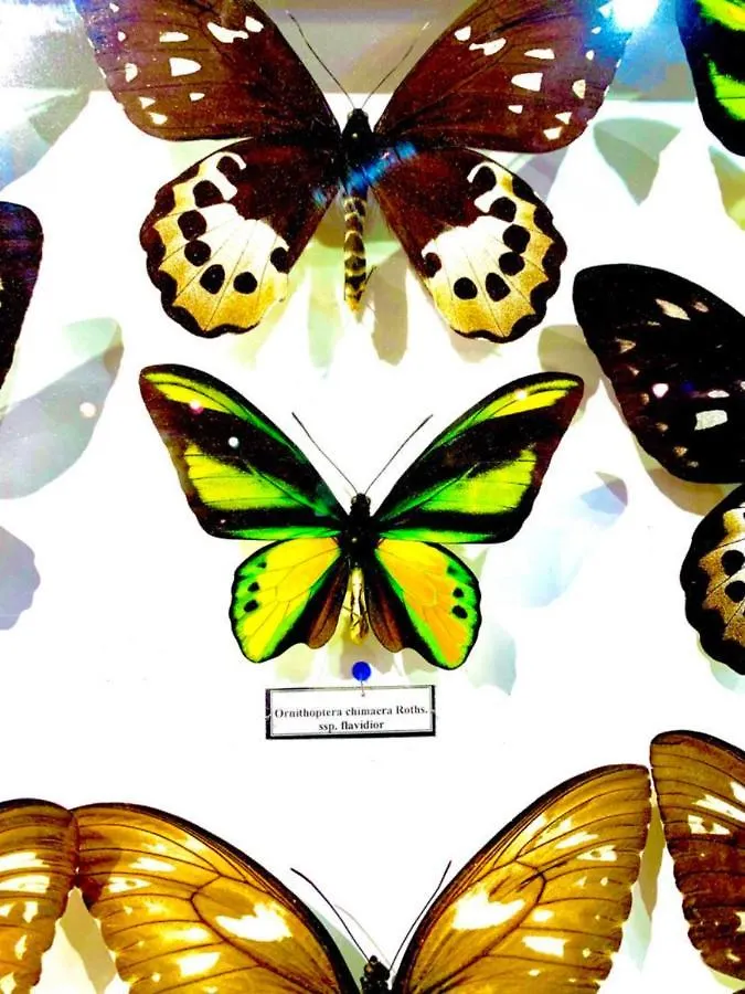 בודפשט Villa Butterfly 0*,